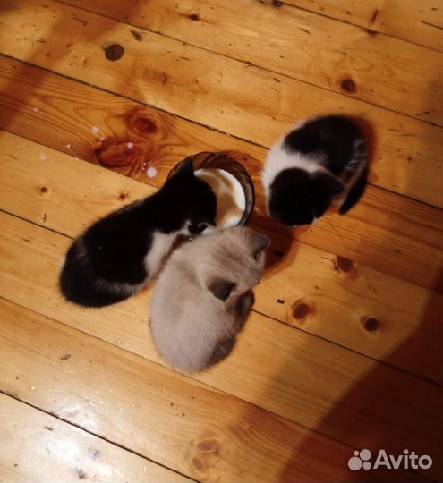Котята в добрые руки 1 месяц