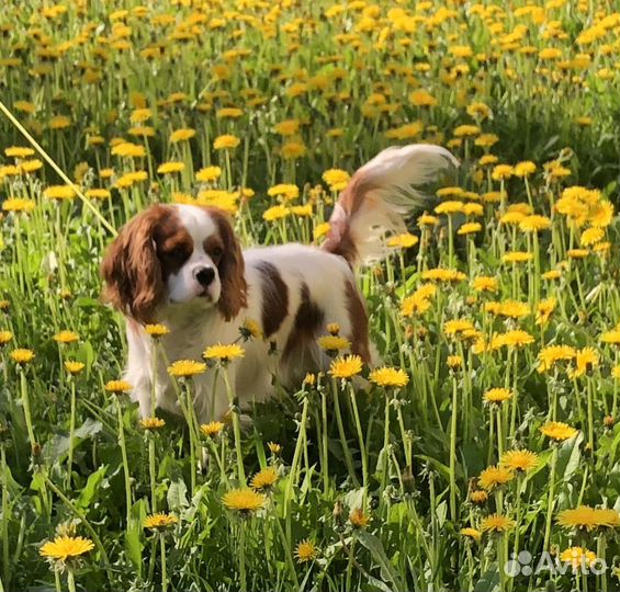 Вязка собак