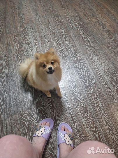 Вязка собак шпиц