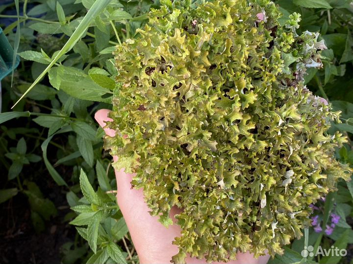 Цетрария - исландский мох. Кладония, пармелия