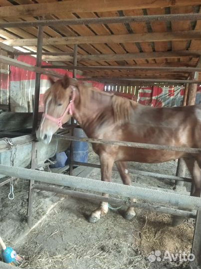 Лошадь жеребец