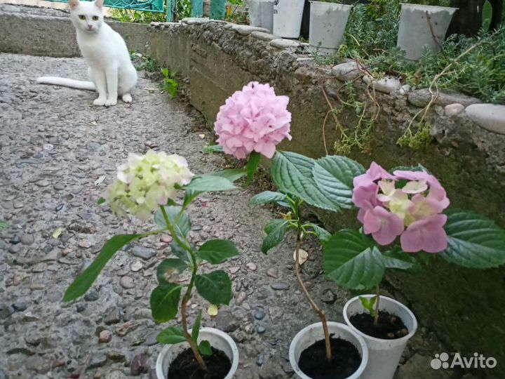 Гибискус,Инжир,Гранат,Гинкго Гортензия Бесконечное