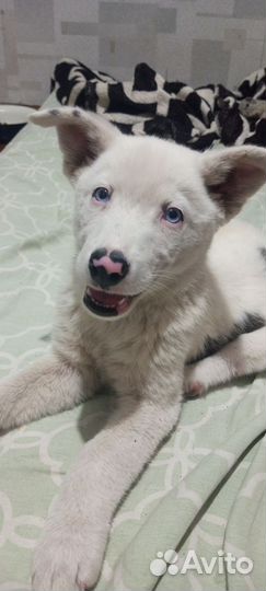 Отдам собачек, в добрые руки, бесплатно