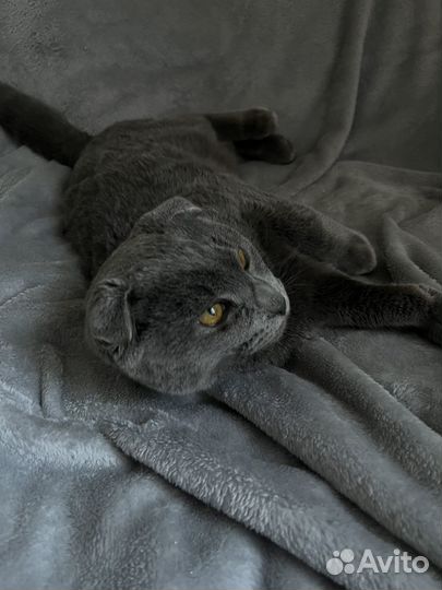 Шотландские вислоухие котята серые