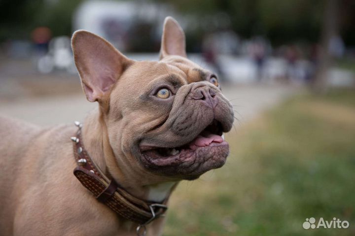 Французский бульдог кобель вязка