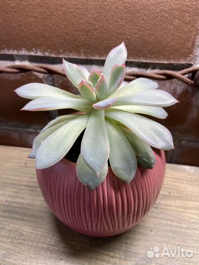 Эхеверия Пулидонис