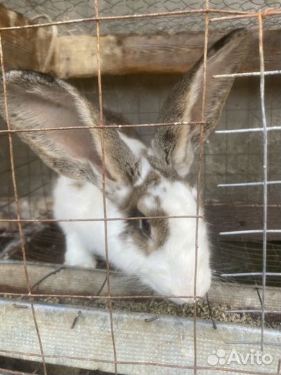 Продаются кролики
