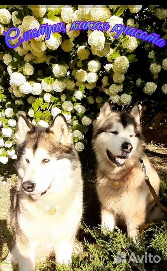 Выгуляю питомца собаку если вам некогда