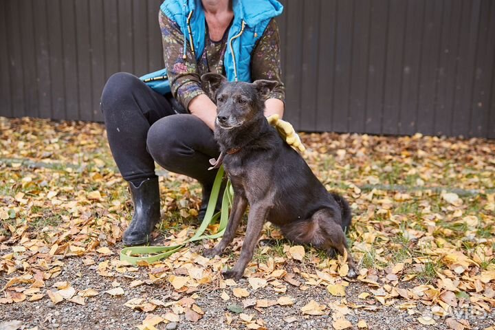 Взрослая собака Анфиса в добрые руки