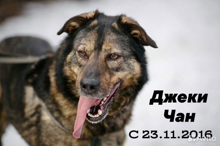 Собака в добрые руки бесплатно