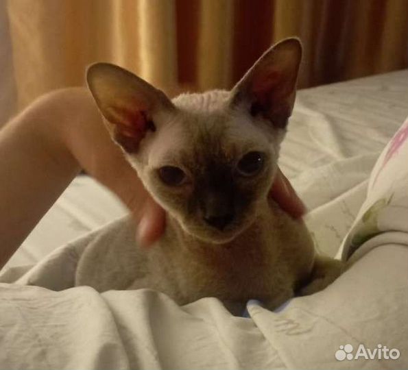 Передержка домашних животных