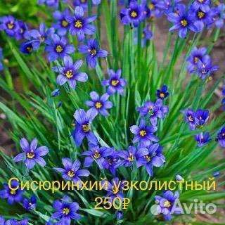 Сисюринхий