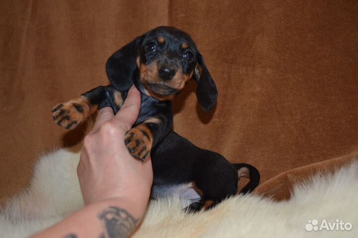 Щенки кроличей таксы. РКФ. Питомник