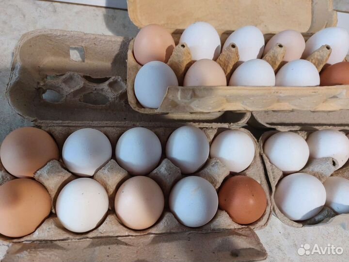 Домашние куриные яйца