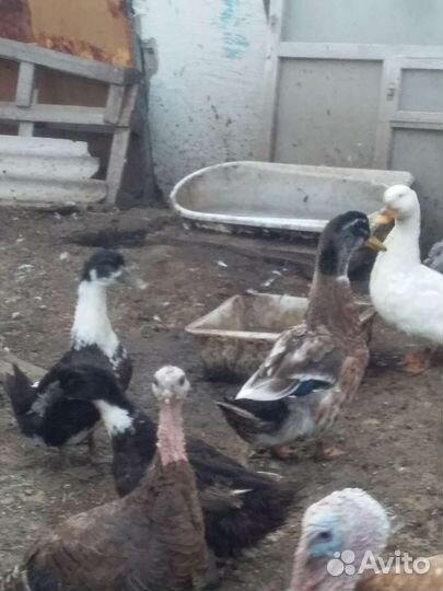 Продам уток, цесарок и крольчат