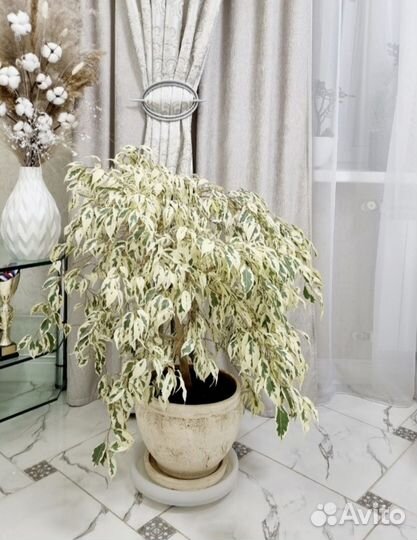 Фикусы разных сортов