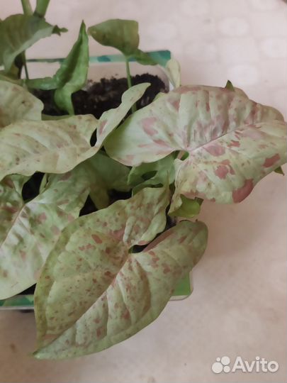 Сингониум Милк Конфети