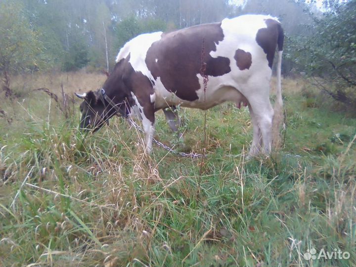 Продам корову