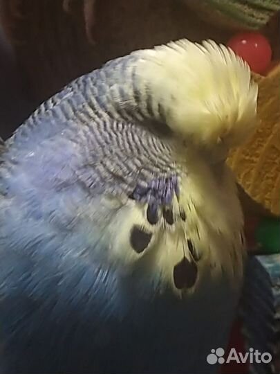 Волнистый попугай. Выставочный.Птенчики есть