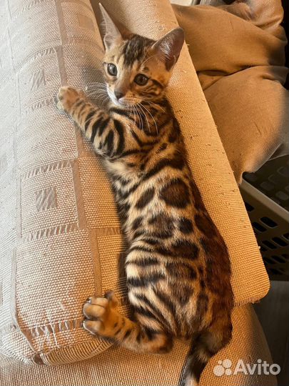 Бенгальские котята
