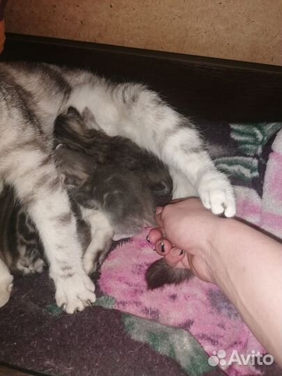 Британские котята