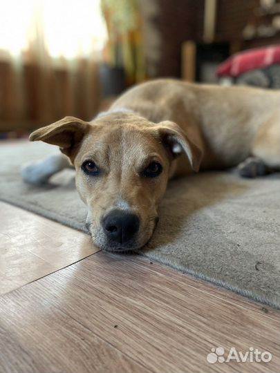 Собака в добрые руки