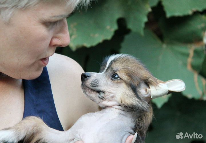 Голыши китайчики