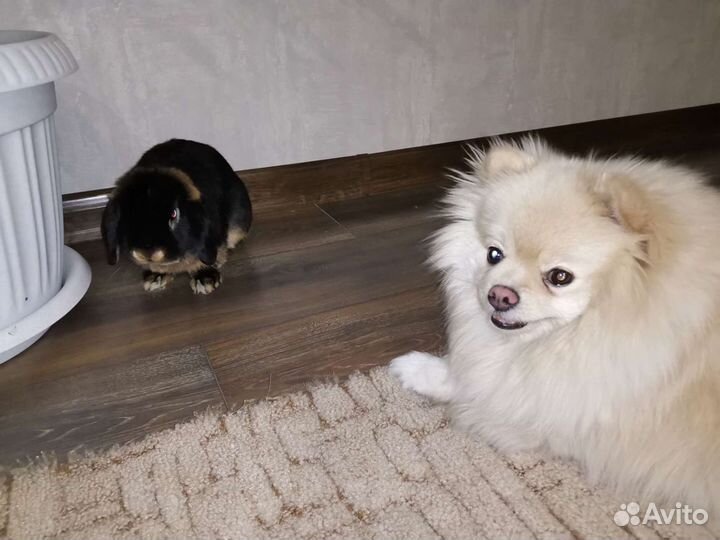 Уход за животными, передержка