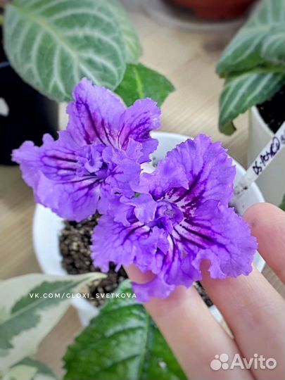 Стрептокарпус DS Рождение Тайфуна