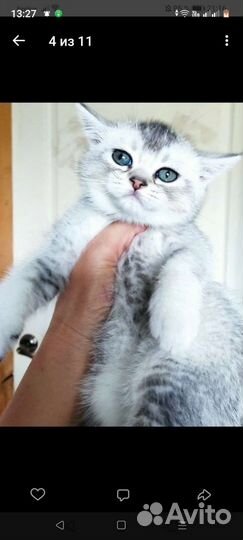 Кошка в дар