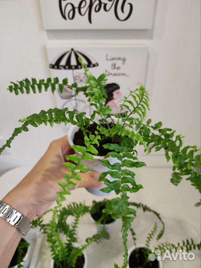 Папоротник нефролепис