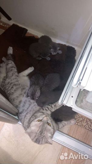Котята в добрые руки бесплатно коты