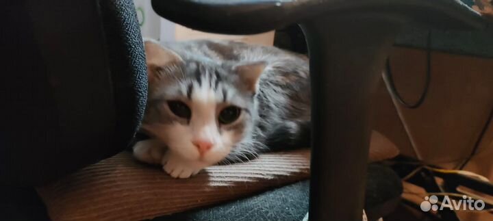 Кошечки ищут дом