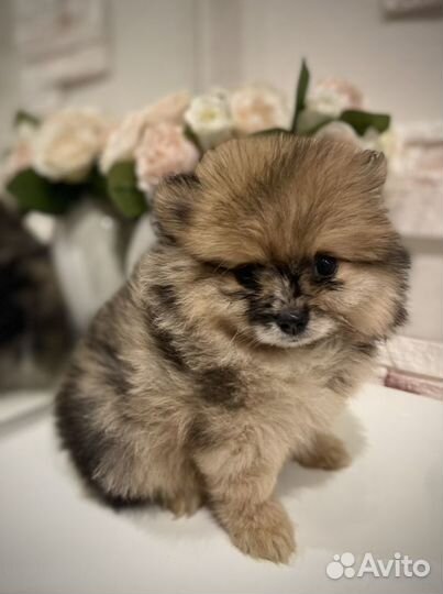 Красивые щенки померанского шпица