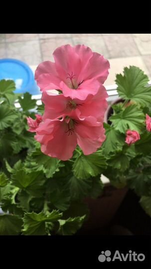 Пеларгония герань королевская