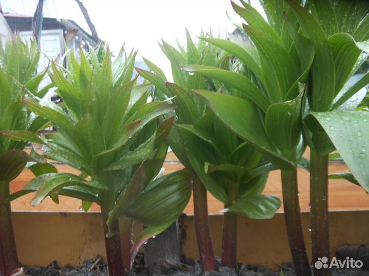 Рябчик императорский растение