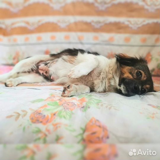 Боня ищет дом