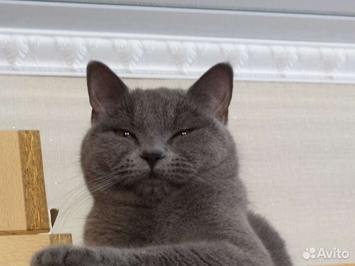 Британская кошка вязка