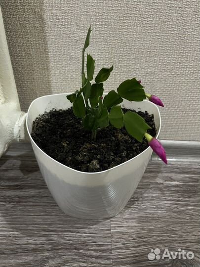 Шлюмбергера декабрист