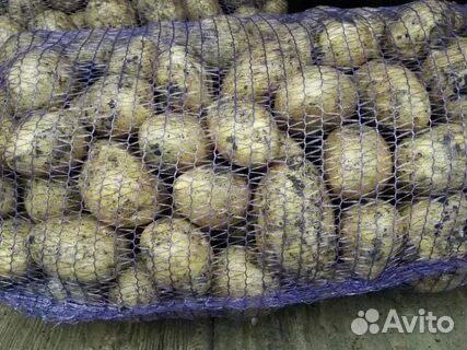 Продам картофель