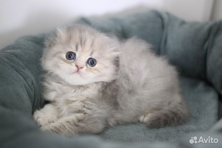 Шотландский хайленд фолд