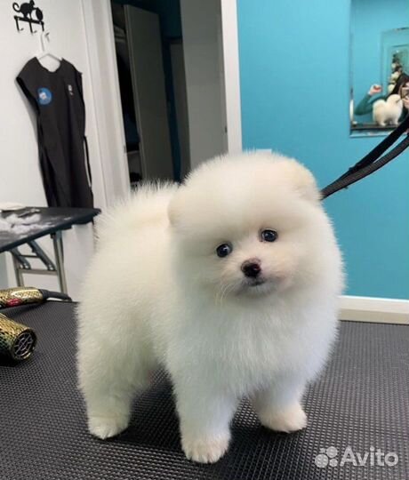 Груминг собак и кошек с выездом