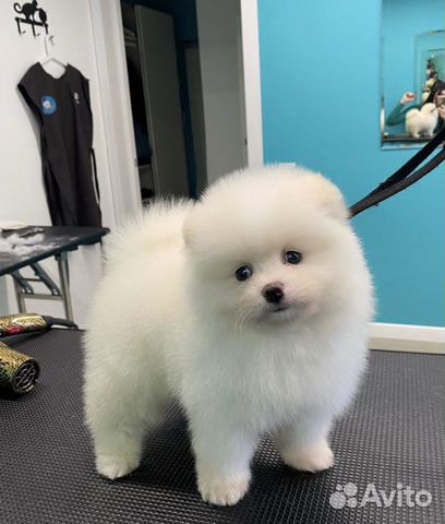 Груминг собак и кошек с выездом