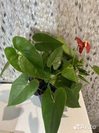 Антуриум Арион