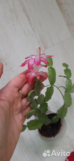 Декабрист розовый