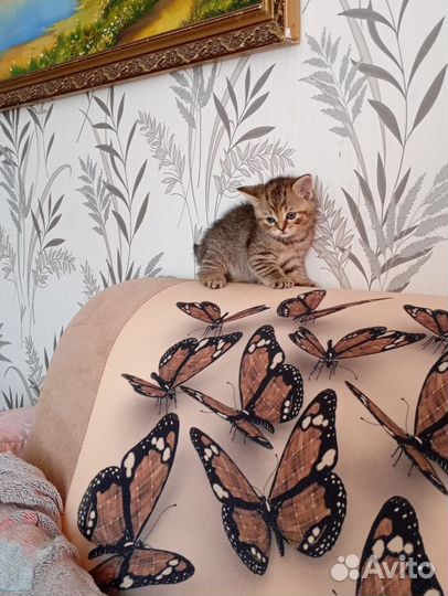 Шотландские