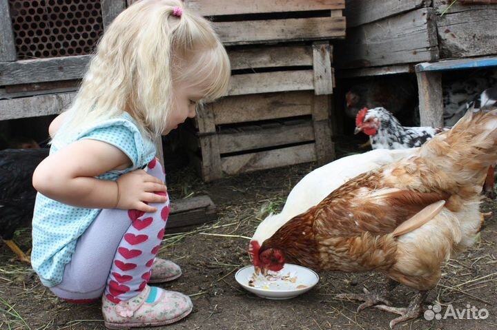 Куры-несушки