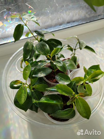 Комнатные растения цветы. Дипладения