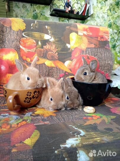Карликовые кролики мини