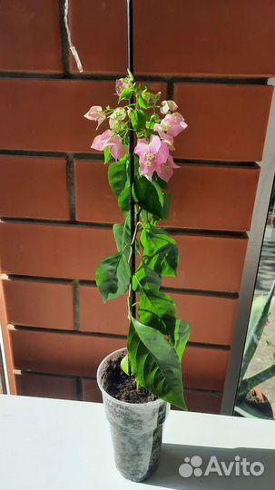 Бугенвиллия